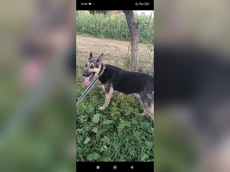 Wunderschöne Schäferhund Mischling Alfa sucht ein liebevolles Zuhause