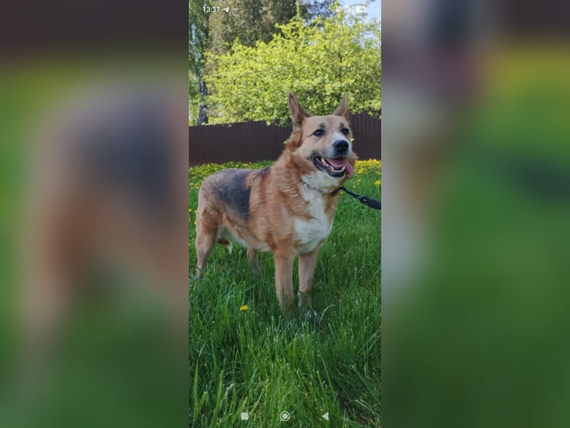 Schäferhund Mischling Alma sucht ihr Für -immer -Zuhause ❤️❤️❤️