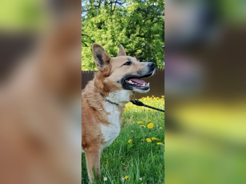 Schäferhund Mischling Alma sucht ihr Für -immer -Zuhause ❤️❤️❤️