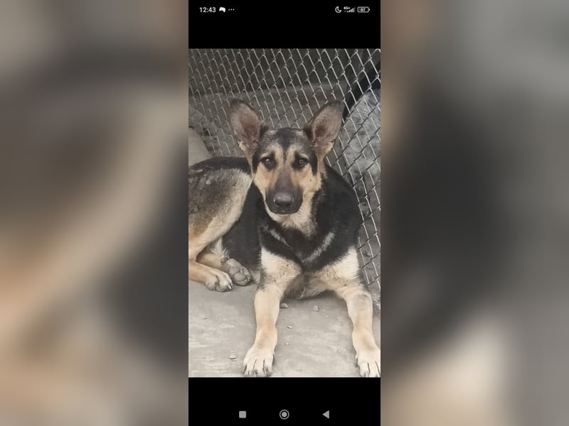 Wunderschöne Schäferhund Mischling Alfa sucht ein liebevolles Zuhause