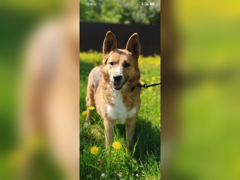 Schäferhund Mischling Alma sucht ihr Für -immer -Zuhause ❤️❤️❤️