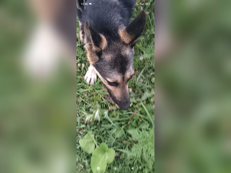 Wunderschöne Schäferhund Mischling Alfa sucht ein liebevolles Zuhause