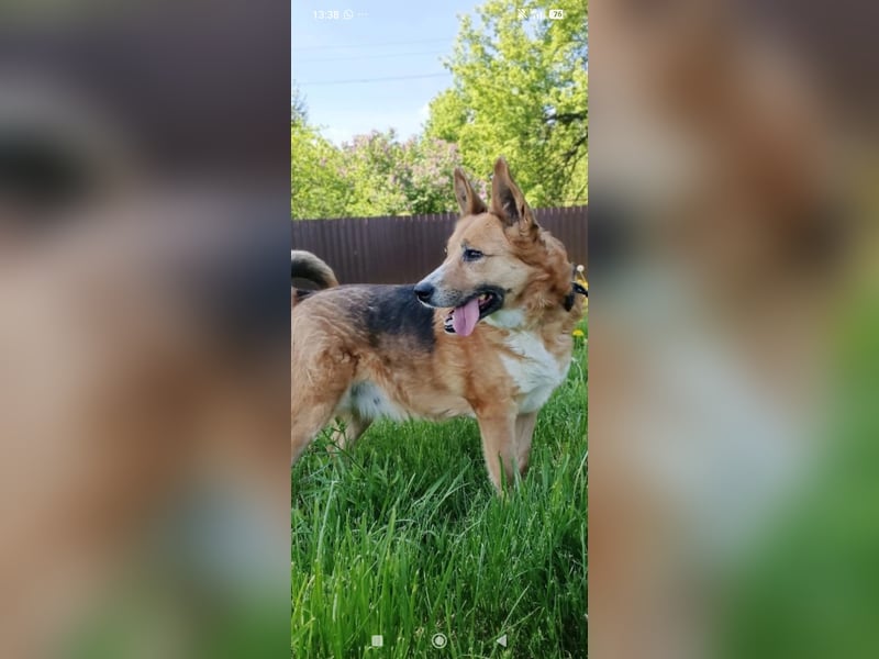 Schäferhund Mischling Alma sucht ihr Für -immer -Zuhause ❤️❤️❤️