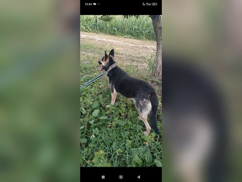 Wunderschöne Schäferhund Mischling Alfa sucht ein liebevolles Zuhause