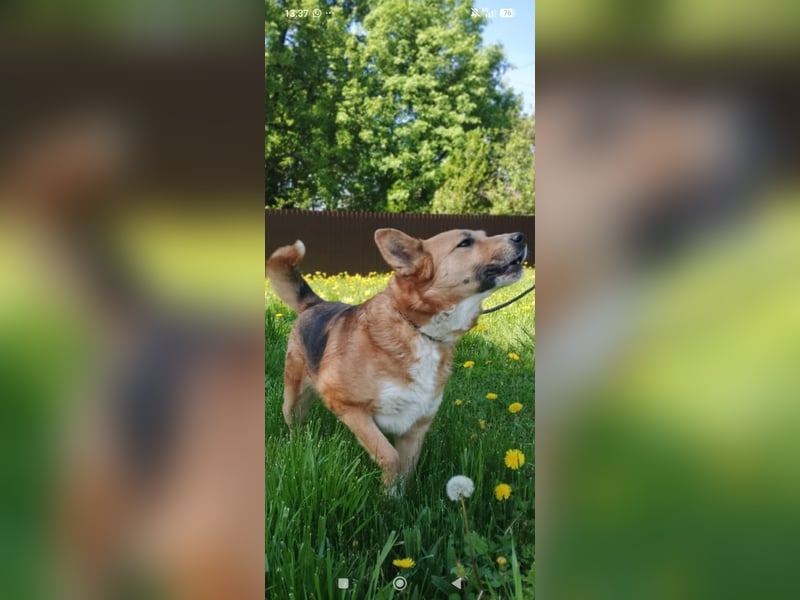 Schäferhund Mischling Alma sucht ihr Für -immer -Zuhause ❤️❤️❤️