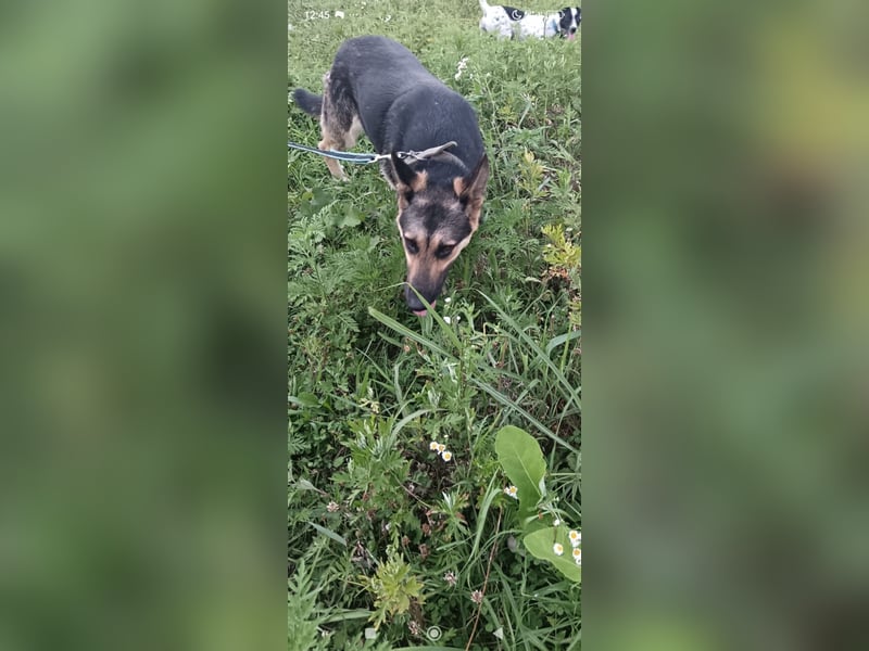 Wunderschöne Schäferhund Mischling Alfa sucht ein liebevolles Zuhause