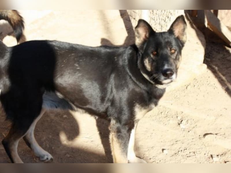 Noca sucht Paten oder Heim