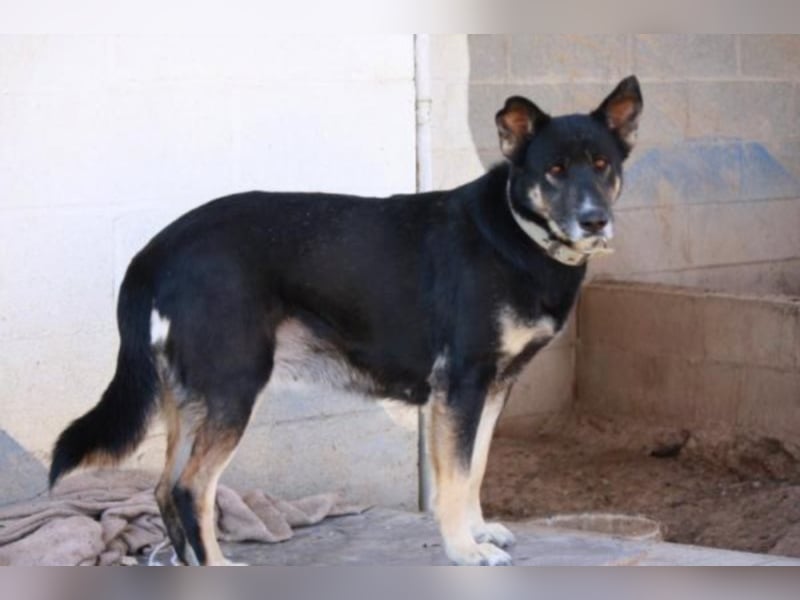 Noca sucht Paten oder Heim