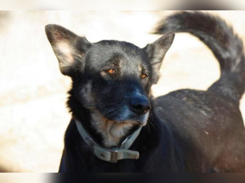 Noca sucht Paten oder Heim