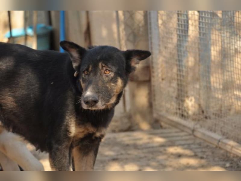 Noca sucht Paten oder Heim