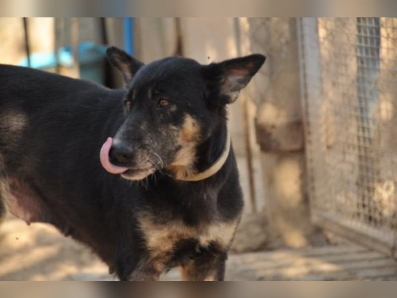 Noca sucht Paten oder Heim