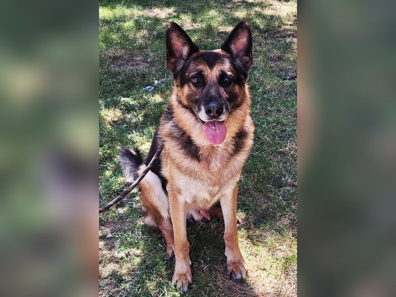 Leo ❤️ sanfter, verschmuster Familienhund