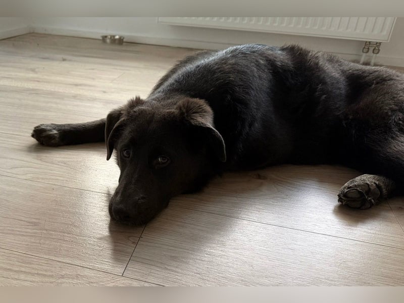 Schäfi-Mix-Bub ♥ Jasper ♥ wartet bereits in 50127 Bergheim  auf seine Für-Immer-Menschen