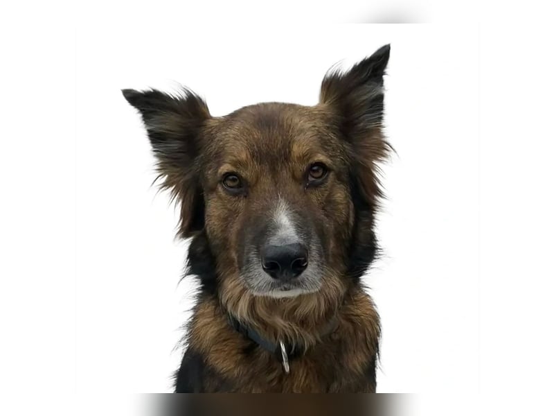 Rocky ❤️ ruhiger, zurückhaltender Bub