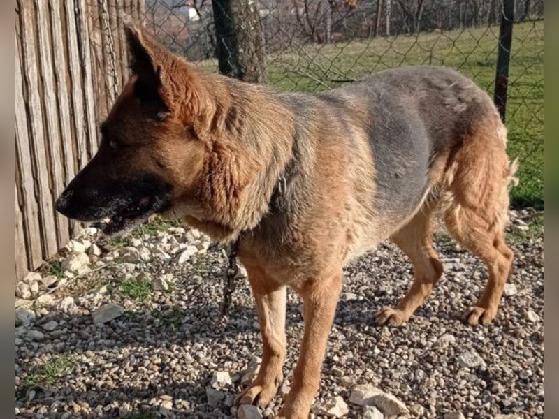 Schäfi-Mix-Lady Vučica ♥️ sucht viel Liebe, gibt viel Liebe