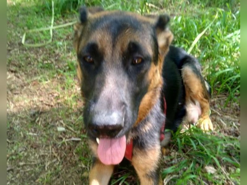 Senta ❤️ liebevolle Schäfi-Mix-Junghündin