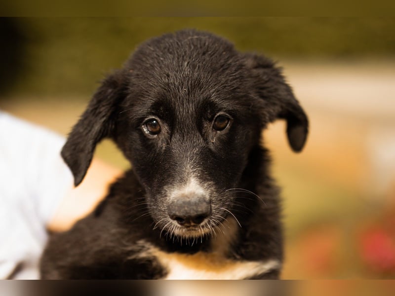 Schäfi-Mix-Welpin ♥ Eliana ♥ sucht Liebe, Geborgenheit und Abenteuer