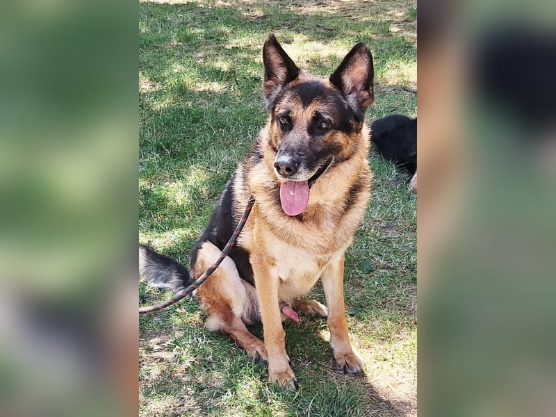 Schäfi-Mix ♥ LEO ♥ ein sanfter, verschmuster Familienhund