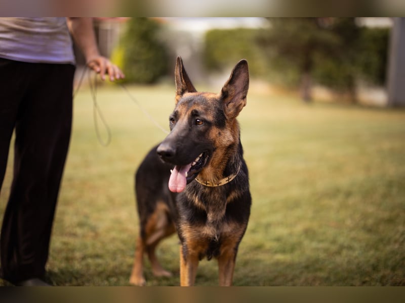 Senta ❤️ liebevolle Schäfi-Mix-Junghündin