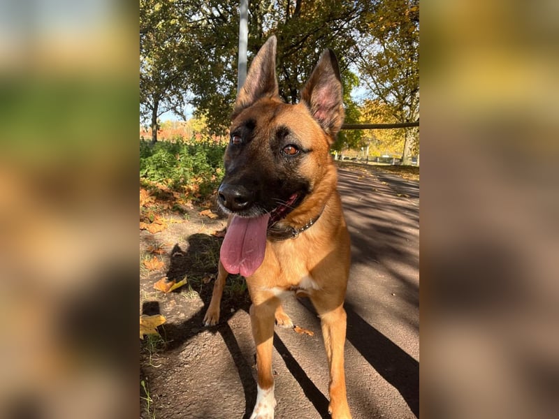 Tessa ❤️ liebe Hündin + großes Herz