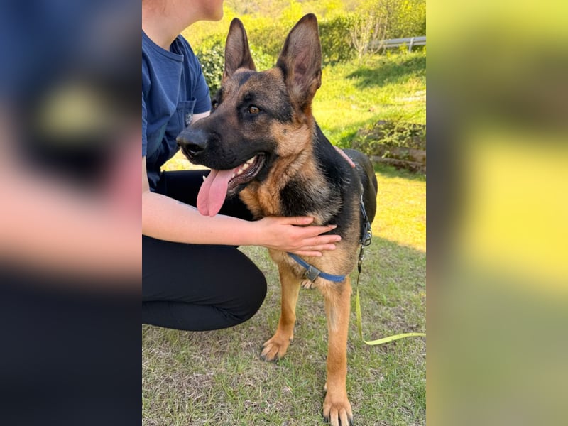 Senta ❤️ liebevolle Schäfi-Mix-Junghündin