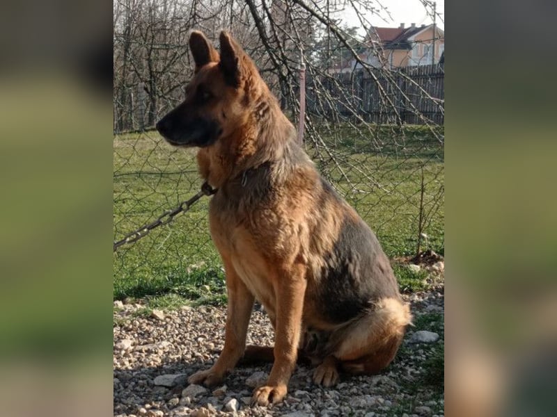 Schäfi-Mix-Lady Vučica ♥️ sucht viel Liebe, gibt viel Liebe