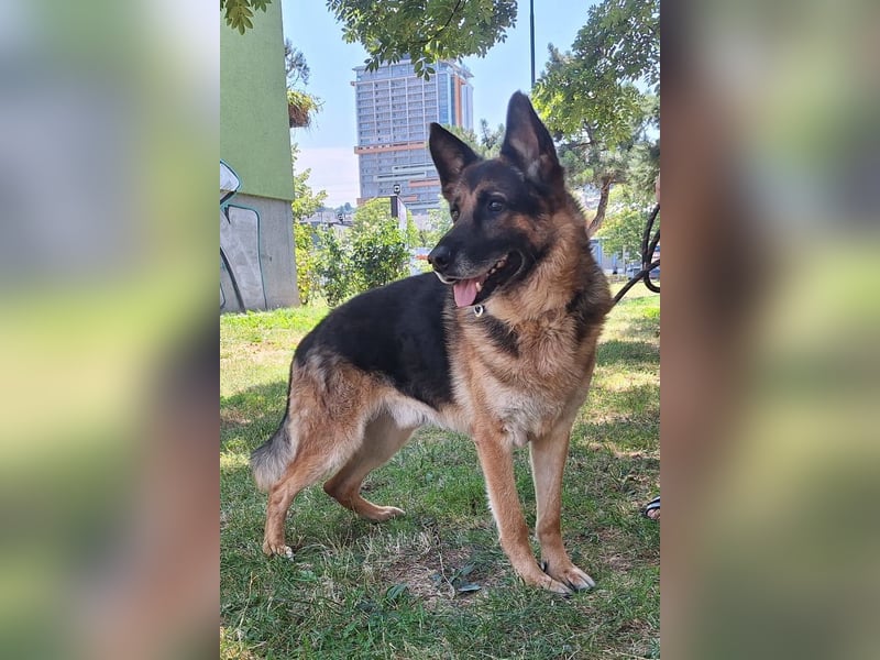 Leo ❤️ sanfter, verschmuster Familienhund