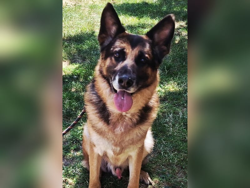 Leo ❤️ sanfter, verschmuster Familienhund