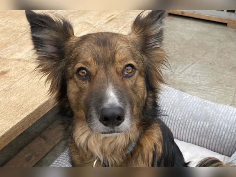 Rocky ❤️ ruhiger, zurückhaltender Bub