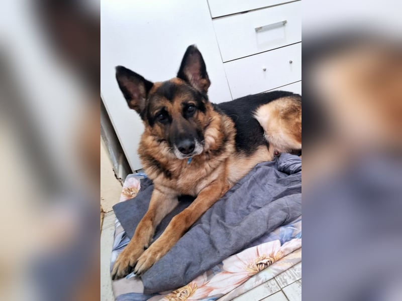 Schäfi-Mix ♥ LEO ♥ ein sanfter, verschmuster Familienhund