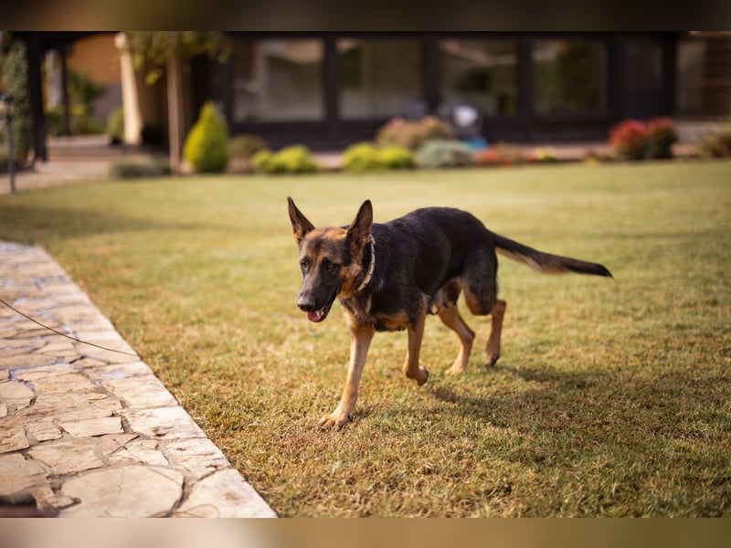 Senta ❤️ liebevolle Schäfi-Mix-Junghündin