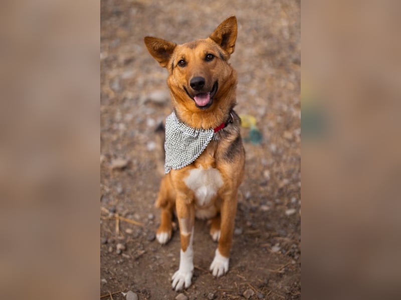 Zima ❤️ kuschlige, anhängliche Schäfi-Mix-Hündin