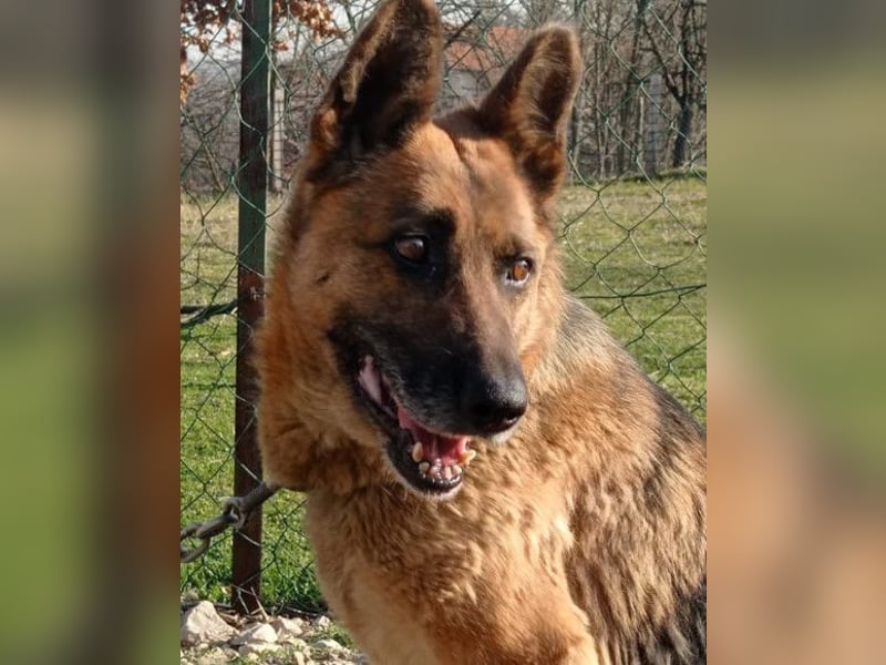 Schäfi-Mix-Lady Vučica ♥️ sucht viel Liebe, gibt viel Liebe