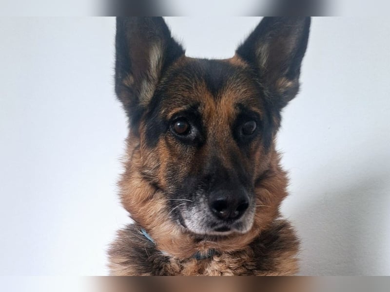 Leo ❤️ sanfter, verschmuster Familienhund