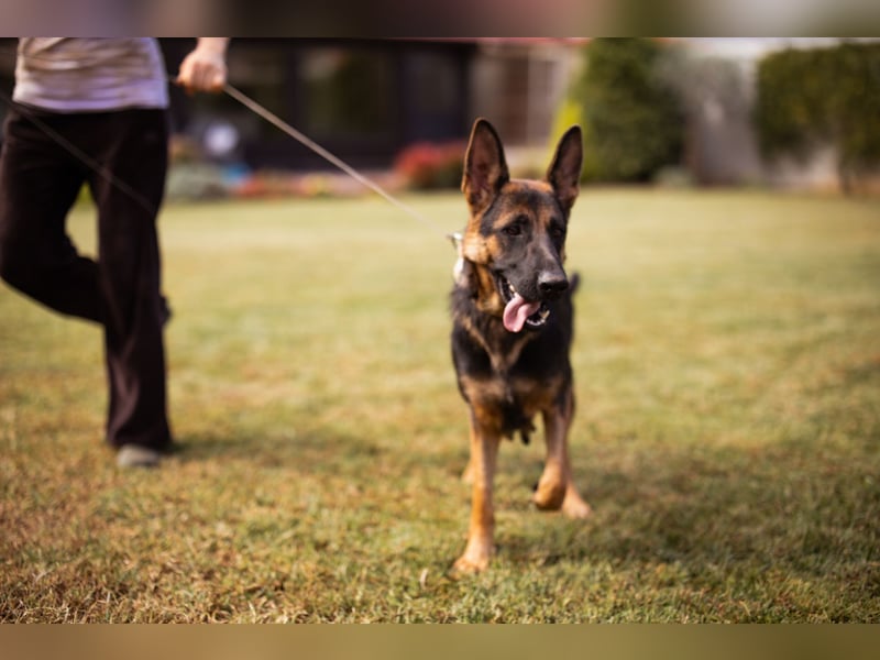 Senta ❤️ liebevolle Schäfi-Mix-Junghündin