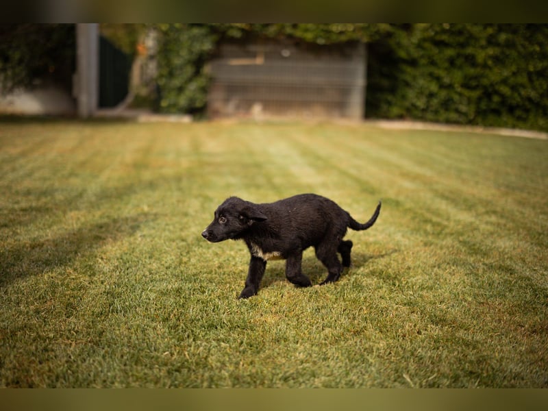 Süße Welpin ♥Sienna♥ Schäfi-Mix-Schnute