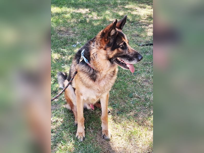 Leo ❤️ sanfter, verschmuster Familienhund