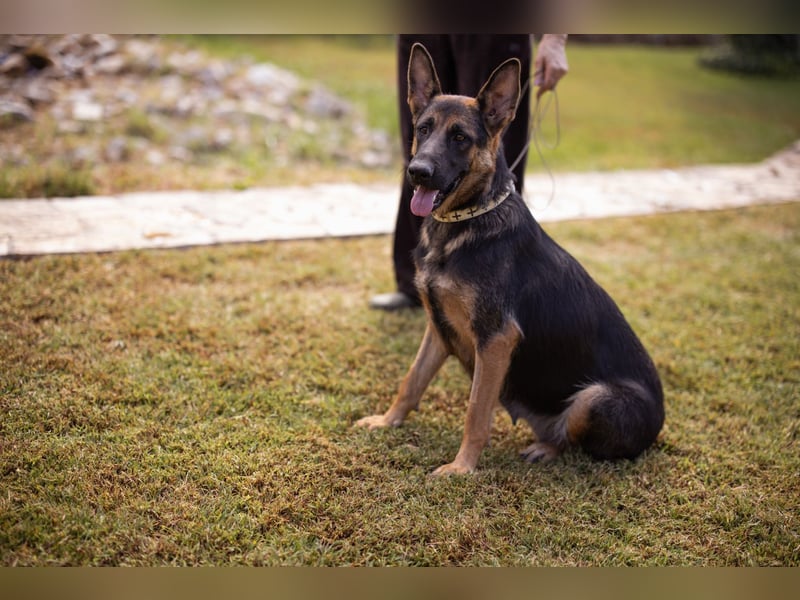 Senta ❤️ liebevolle Schäfi-Mix-Junghündin