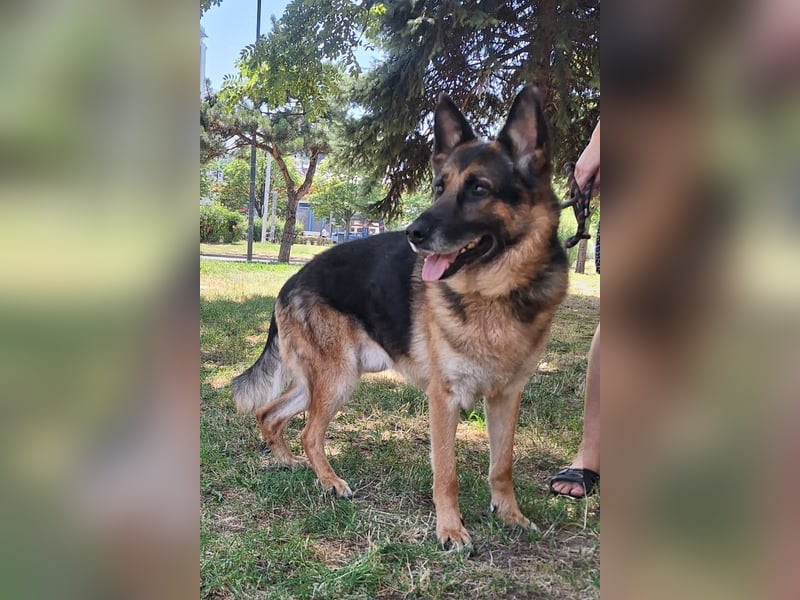 Leo ❤️ sanfter, verschmuster Familienhund