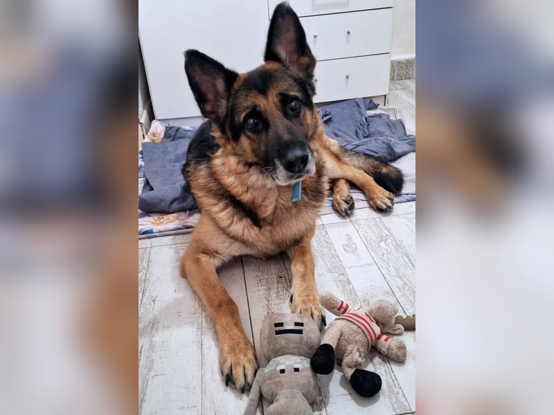 Leo ❤️ sanfter, verschmuster Familienhund