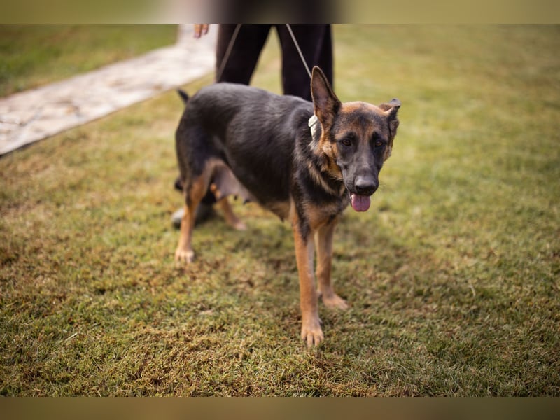 Senta ❤️ liebevolle Schäfi-Mix-Junghündin