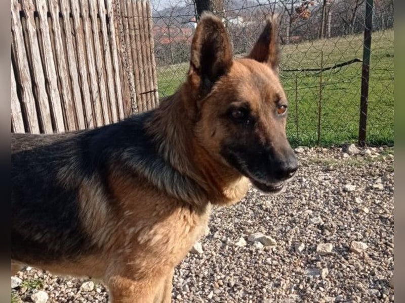 Schäfi-Mix-Lady Vučica ♥️ sucht viel Liebe, gibt viel Liebe