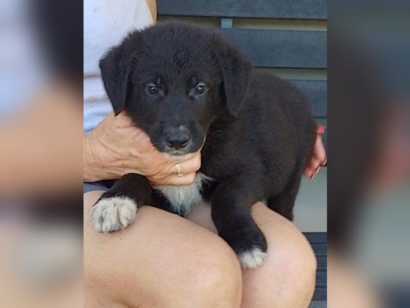 Welpe ♥ Cosmo ♥ charmanter Schäfi-Mix-Bub