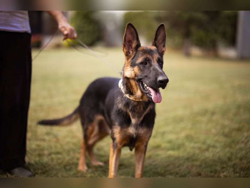 Senta ❤️ liebevolle Schäfi-Mix-Junghündin