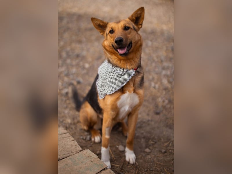 Zima ❤️ kuschlige, anhängliche Schäfi-Mix-Hündin