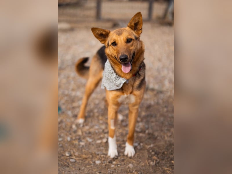 Zima ❤️ kuschlige, anhängliche Schäfi-Mix-Hündin