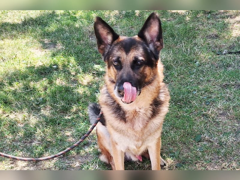 Leo ❤️ sanfter, verschmuster Familienhund