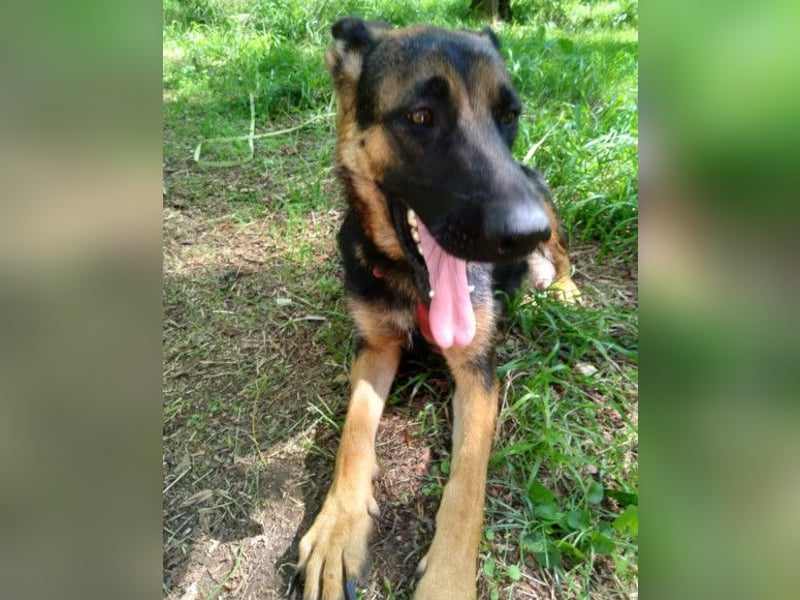 Senta ❤️ liebevolle Schäfi-Mix-Junghündin