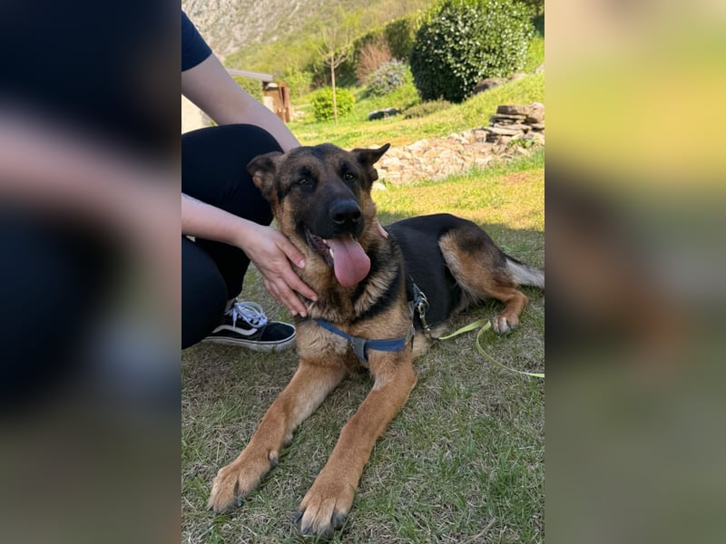 Senta ❤️ liebevolle Schäfi-Mix-Junghündin