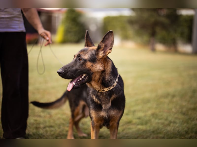 Senta ❤️ liebevolle Schäfi-Mix-Junghündin